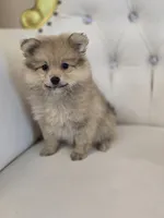 Maggie, a female Pomeranian for sale in Forney, TX – 4 of 4