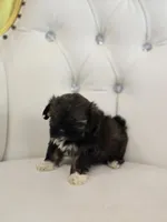 Precious , a female Shih Tzu for sale in Forney, TX – 2 of 5