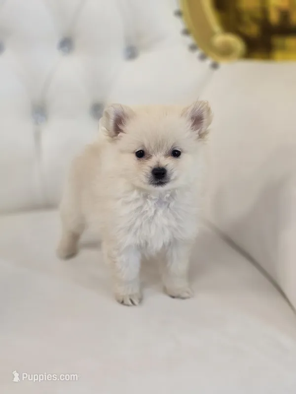 Princess – Pomeranian puppy for sale in Forney, TX
