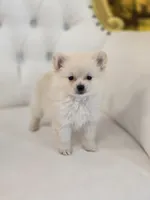 Princess, a female Pomeranian for sale in Forney, TX – 1 of 5