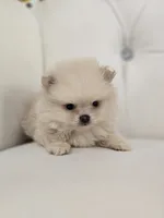 Teddy, a male Pomeranian for sale in Forney, TX – 4 of 5