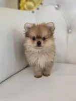 Rollin, a male Pomeranian for sale in Forney, TX – 5 of 5