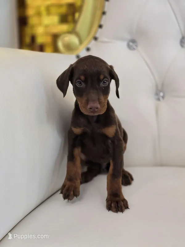 Nina – Doberman Pinscher puppy for sale in Forney, TX