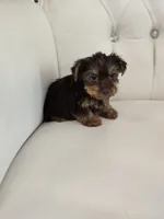 Reese , a female Yorkshire Terrier for sale in Forney, TX – 4 of 5