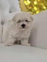 Snoopy, a male Maltese for sale in Forney, TX – Photo 1 of 3