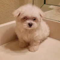 Snoopy, a male Maltese for sale in Forney, TX – Photo 3 of 4