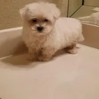 Snoopy, a male Maltese for sale in Forney, TX – Photo 1 of 4