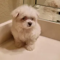 Snoopy, a male Maltese for sale in Forney, TX – Photo 4 of 4