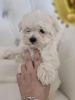 Snoopy, a male Maltese for sale in Forney, TX – Photo 3 of 3