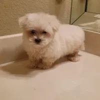 Snoopy, a male Maltese for sale in Forney, TX – Photo 2 of 4