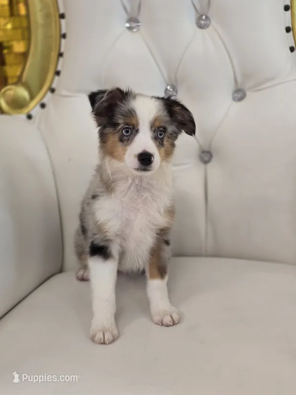 Austin – Miniature Australian Shepherd puppy for sale in Forney, TX