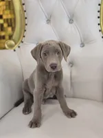 Max, a male Labrador Retriever for sale in Forney, TX – 2 of 4