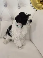 Cliff, a male Miniature Schnauzer for sale in Forney, TX – Photo 3 of 4