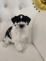 Cliff, a male Miniature Schnauzer for sale in Forney, TX – Photo 1 of 4