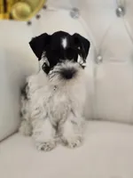 Cliff, a male Miniature Schnauzer for sale in Forney, TX – Photo 4 of 4