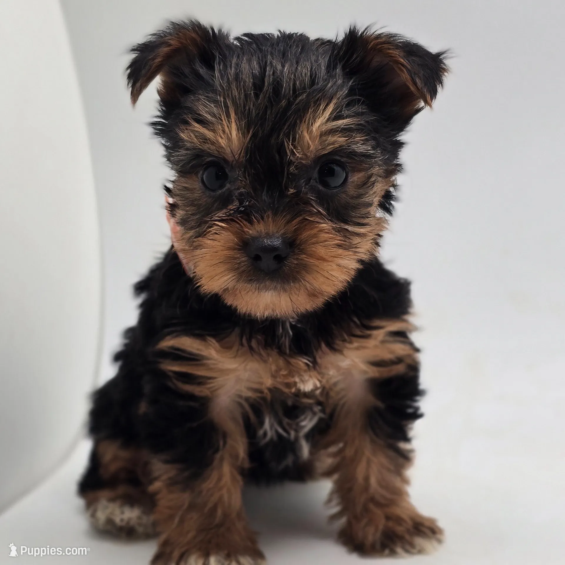 Mason, a male Yorkshire Terrier for sale in Forney, TX – Photo 4 of 4