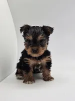 Mason, a male Yorkshire Terrier for sale in Forney, TX – Photo 3 of 4