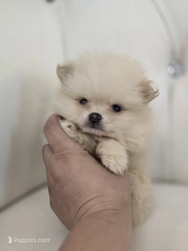 Teddy – Pomeranian puppy for sale in Forney, TX