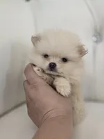 Teddy, a male Pomeranian for sale in Forney, TX – 1 of 5