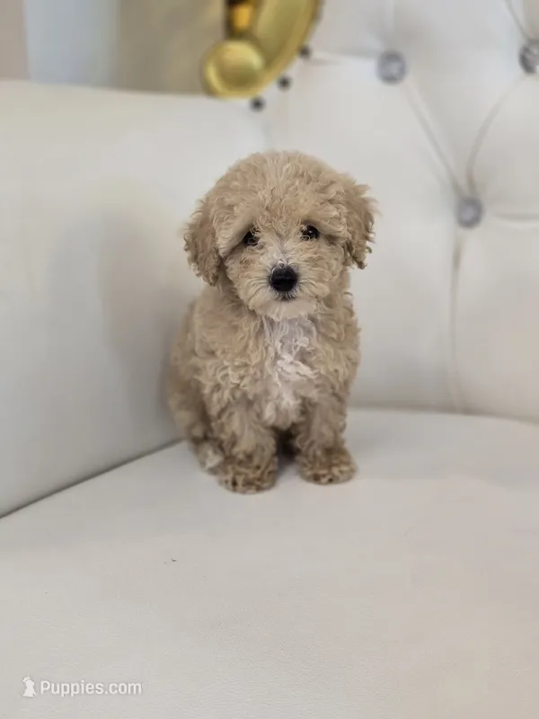 Blondie – Poodle - Toy  puppy for sale in Forney, TX