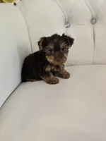 Reese , a female Yorkshire Terrier for sale in Forney, TX – 5 of 5