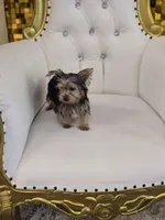Spud, a male Yorkshire Terrier for sale in Forney, TX – 3 of 5