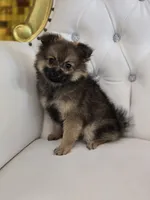 Sheeba, a female Pomeranian for sale in Forney, TX – 7 of 7