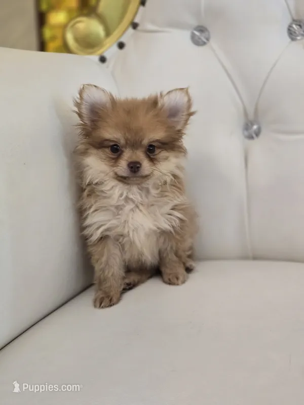 Miles – Pomeranian puppy for sale in Forney, TX