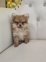 Miles, a male Pomeranian for sale in Forney, TX – 1 of 4