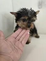 Tiny Sue, a female Yorkshire Terrier for sale in Forney, TX – 5 of 5