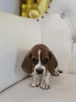 Hailey, a female Basset Hound for sale in Forney, TX – 3 of 4