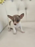 Maria, a female Chihuahua for sale in Forney, TX – 2 of 4