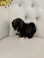 Stacey, a female Shih Tzu for sale in Forney, TX – 1 of 4
