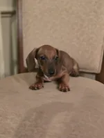 Pumpkin, a male Miniature Dachshund for sale in Forney, TX – 4 of 5