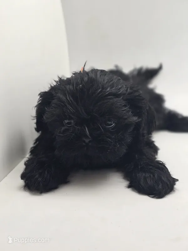 Midnight – Shih Tzu puppy for sale in Forney, TX