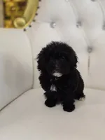 Midnight, a female Poodle - Miniature  for sale in Forney, TX – 2 of 5