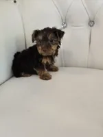 Reese , a female Yorkshire Terrier for sale in Forney, TX – 2 of 5