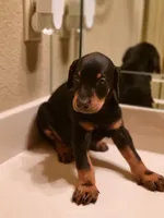 Diego, a male Doberman Pinscher for sale in Forney, TX – Photo 2 of 3