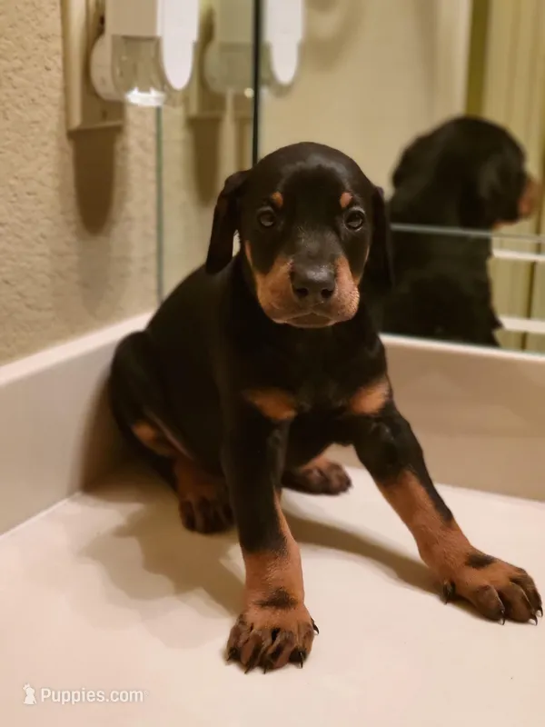 Diego – Doberman Pinscher puppy for sale in Forney, TX