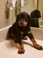 Diego, a male Doberman Pinscher for sale in Forney, TX – Photo 3 of 3