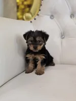 Darla, a female Yorkshire Terrier for sale in Forney, TX – 4 of 4