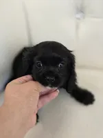 Rockey, a male Cocker Spaniel for sale in Forney, TX – 3 of 4