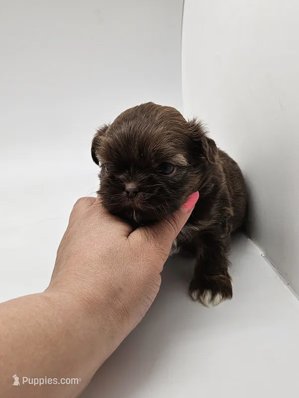 Einstein – Shih Tzu puppy for sale in Forney, TX