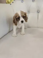 Sadie, a female Cocker Spaniel for sale in Forney, TX – 2 of 4