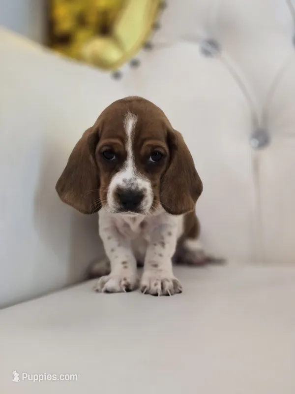 Hailey – Basset Hound puppy for sale in Forney, TX