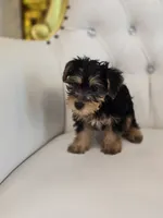 Daisy, a female Yorkshire Terrier for sale in Forney, TX – 2 of 5