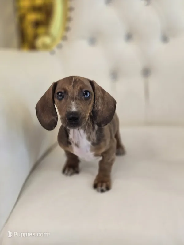 Pumpkin – Miniature Dachshund puppy for sale in Forney, TX
