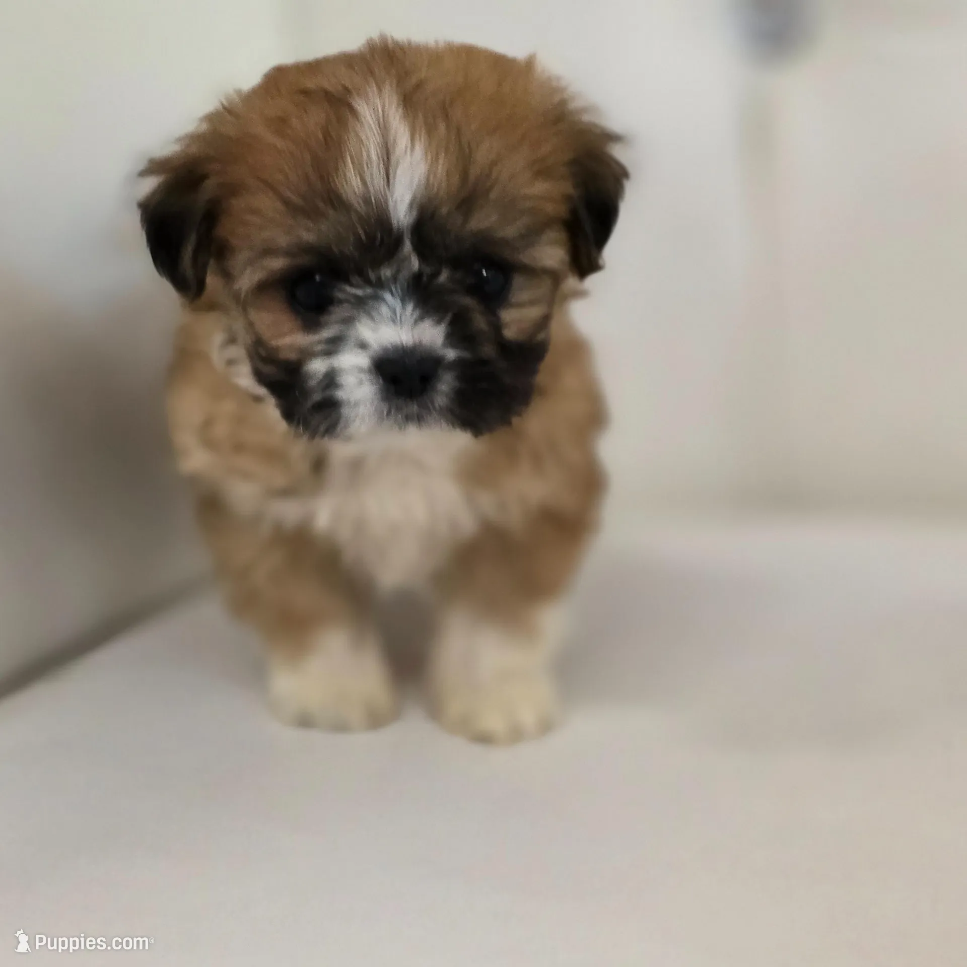 Marley – Shih Tzu puppy for sale in Forney, TX
