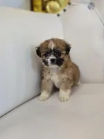 Marley, a female Shih Tzu for sale in Forney, TX – Photo 5 of 5