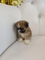 Marley, a female Shih Tzu for sale in Forney, TX – Photo 3 of 5